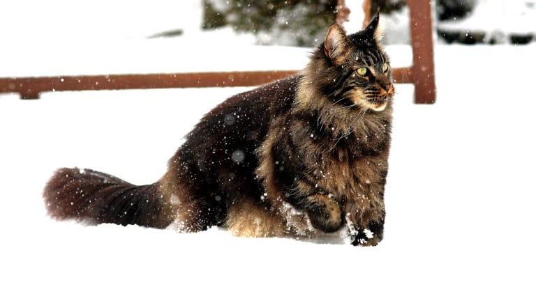Maine Coon dans la neige