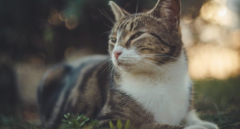 Chat allongé dans l'herbe