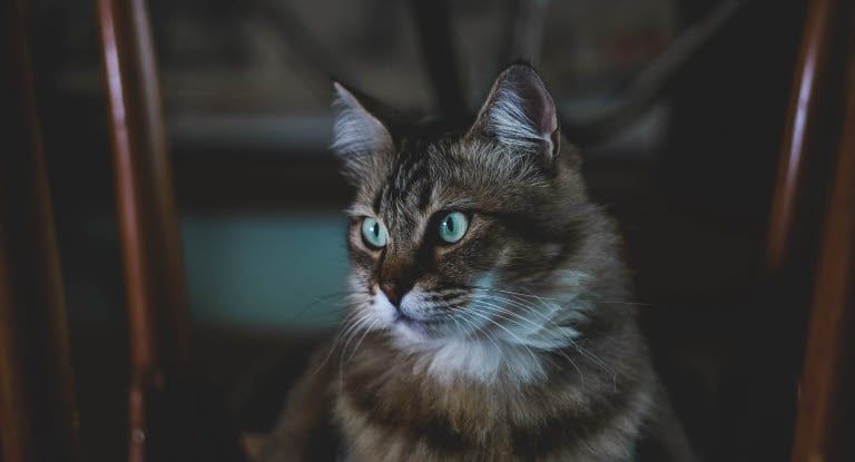 chat aux poils longs et aux yeux verts