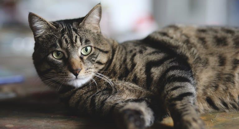 chat allongé