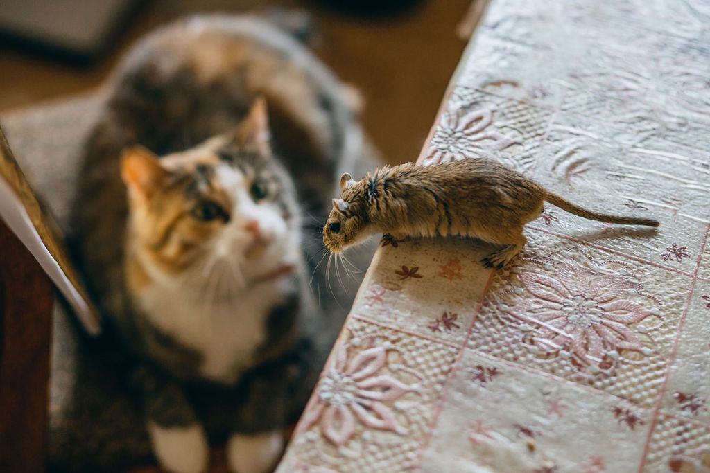chat et une souris sur la table
