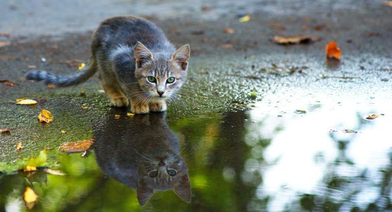 chat qui boit l'eau d'une flaque