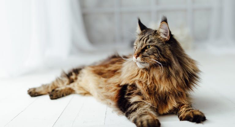 chat allongé par terre