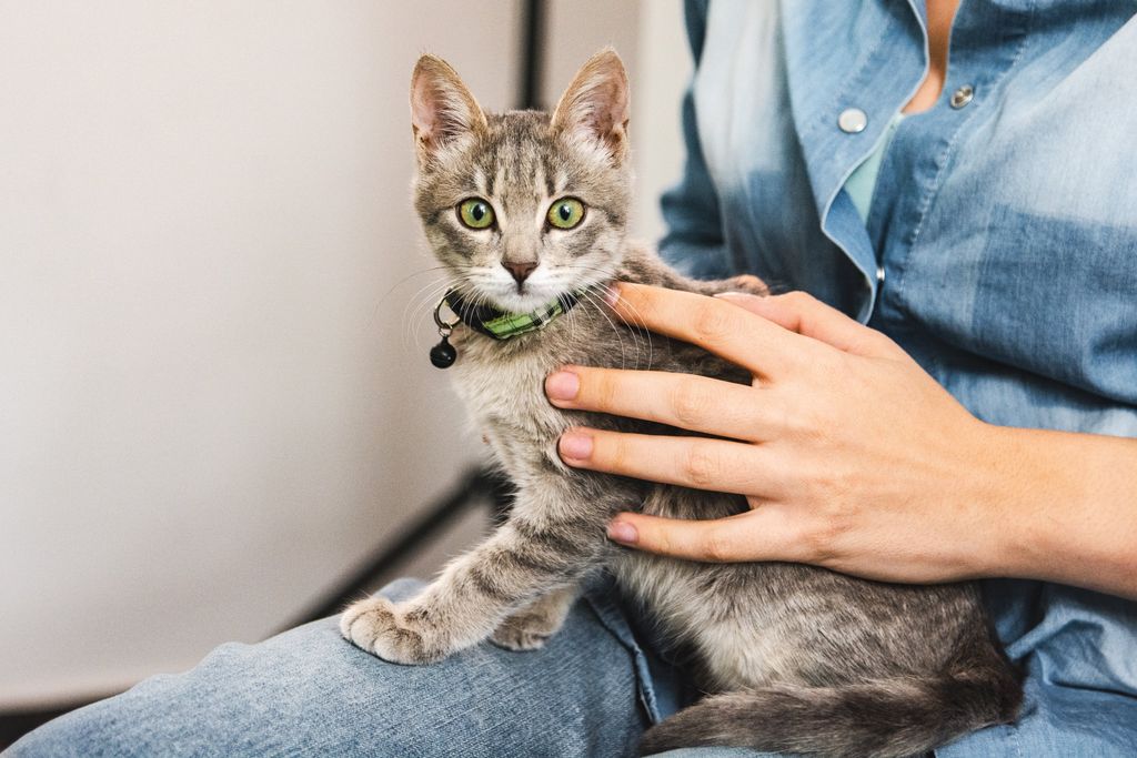chat sur les genoux de son maître