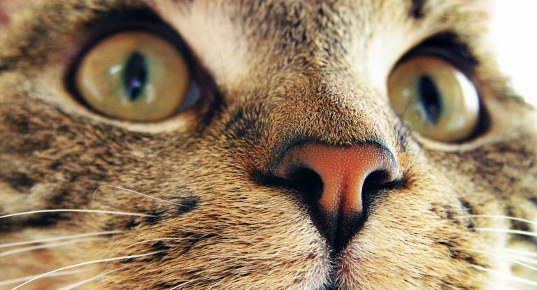 gros plan sur les yeux d'un chat