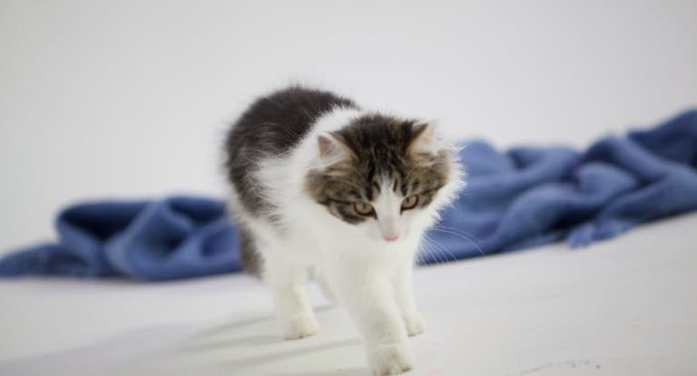 chat qui marche avec un plaid en arrière plan