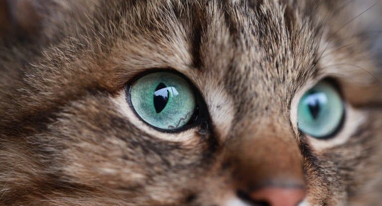 gros plan sur les yeux verts d'un chat