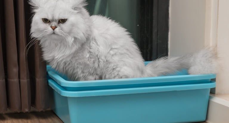 chat qui urine dans une litière