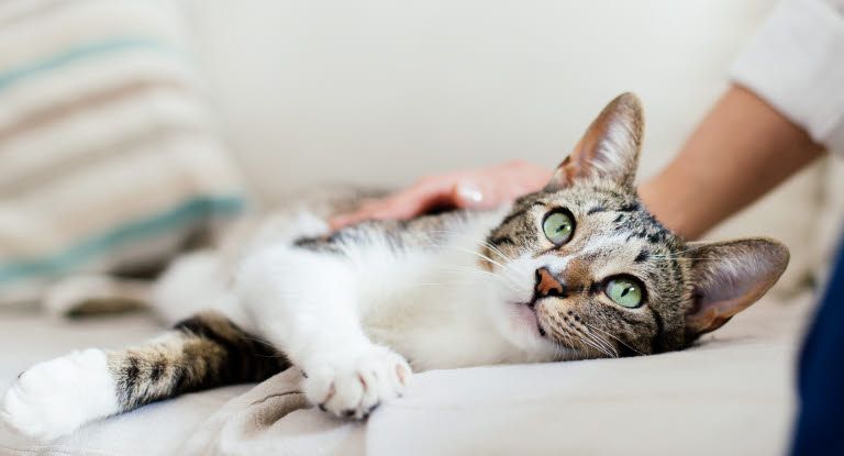 chat allongé qui se fait caresser