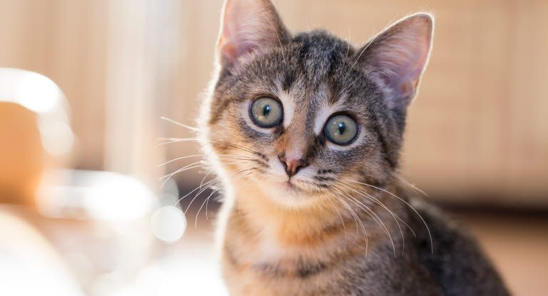 chat qui a l'air surpris par un bruit