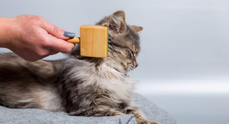 chat qui se fait brosser le poil
