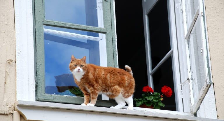 chat sur un balcon