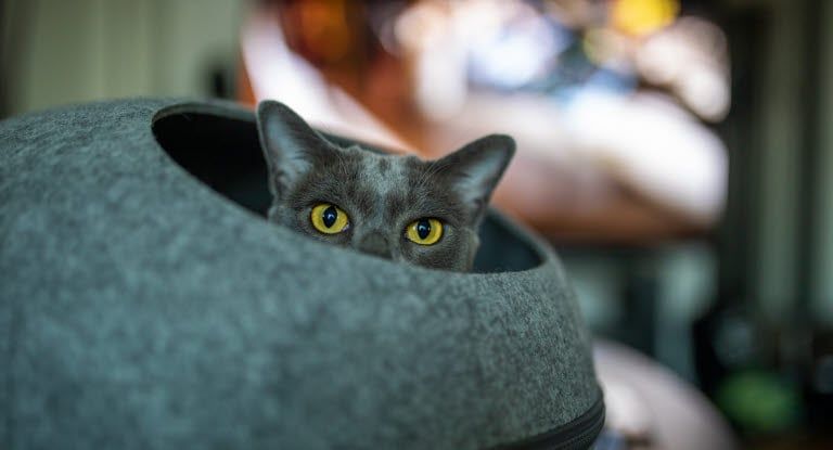 chat qui se cache dans son panier
