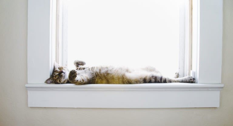 chat allongé sur le dos au bord d'une fenêtre