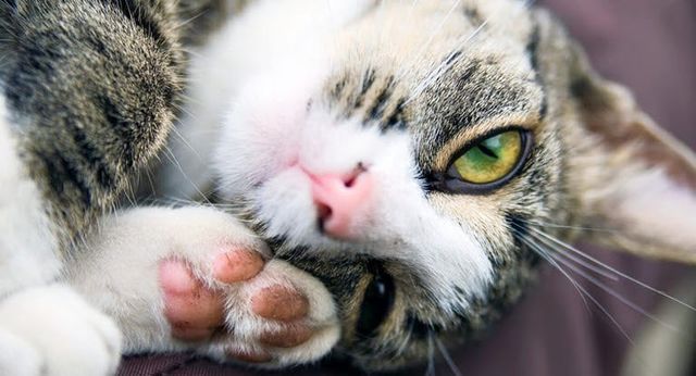 chat de gouttière