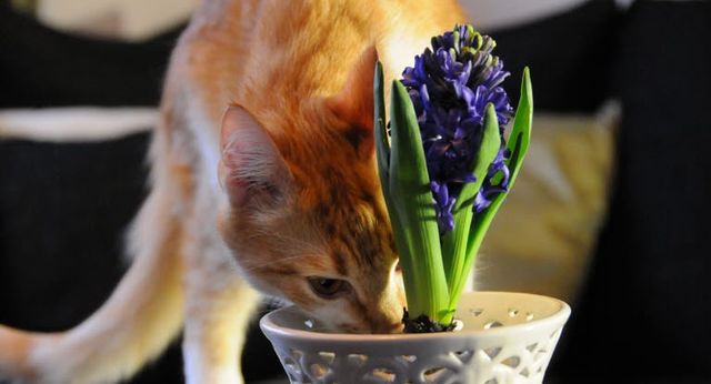chat qui sent une plante