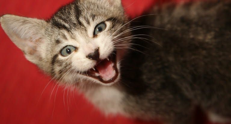 chat qui montre ses dents sur un fond rouge
