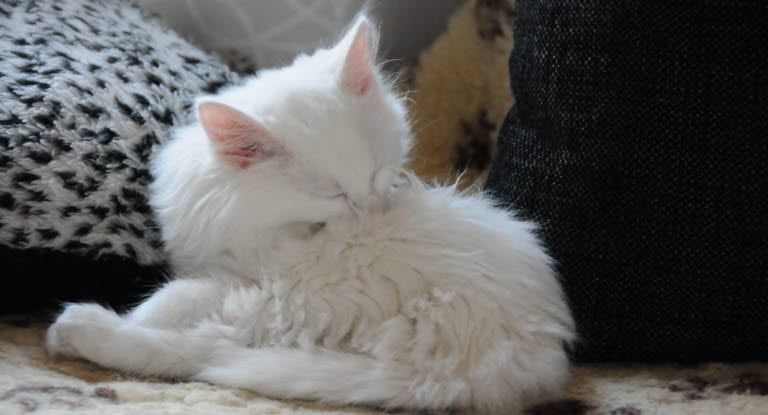 Chat qui se gratte. Peut être un problème cutané.