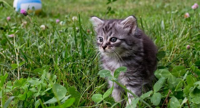 chaton dans l'herbe