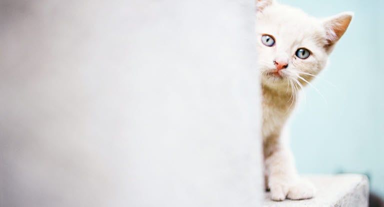 chat blanc qui regarde la caméra