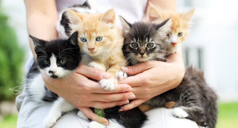 chatons dans les bras d'une femme
