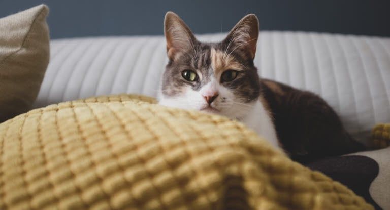 chat allongé sur un lit