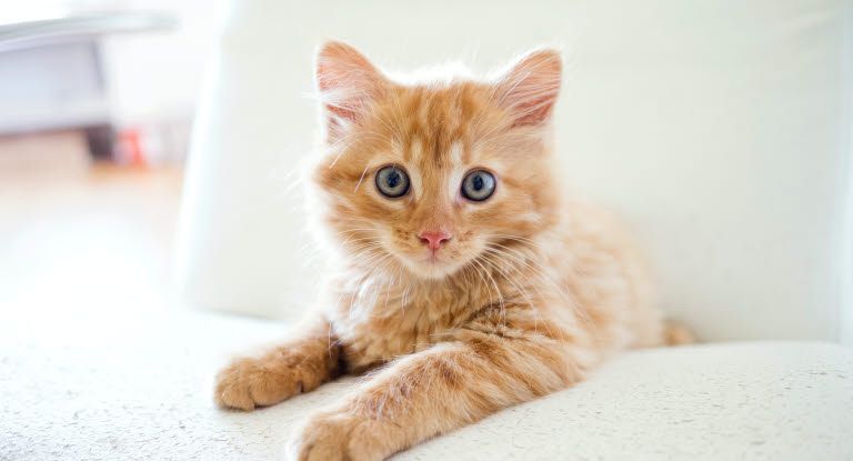 chaton roux allongé sur un canapé blanc