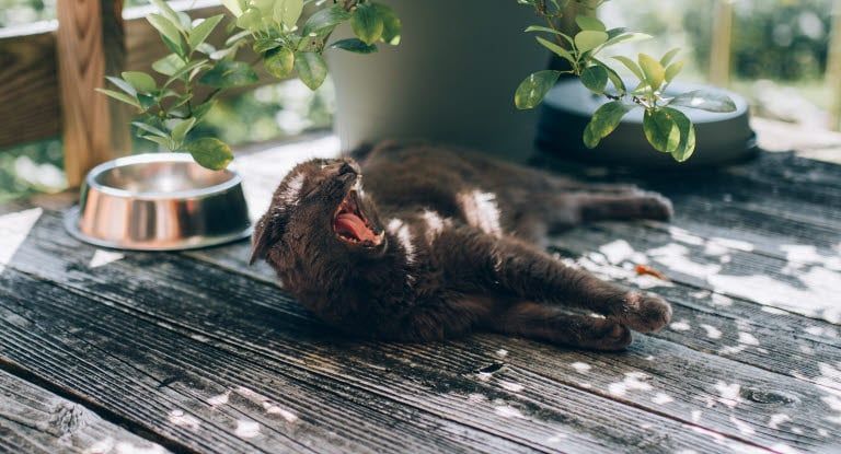 Chat qui baille sur une terasse 