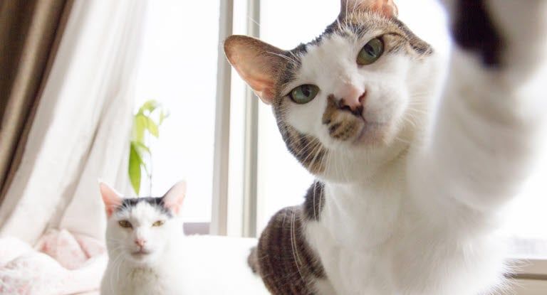 deux chats à la fenêtre