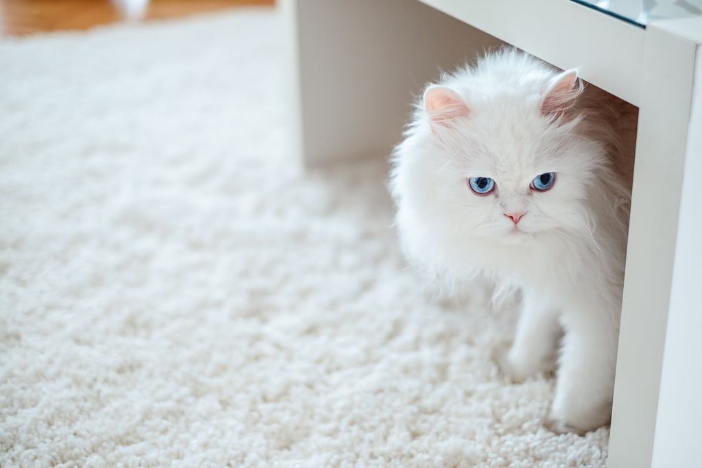 Chat blanc aux yeux bleus qui est sourd.