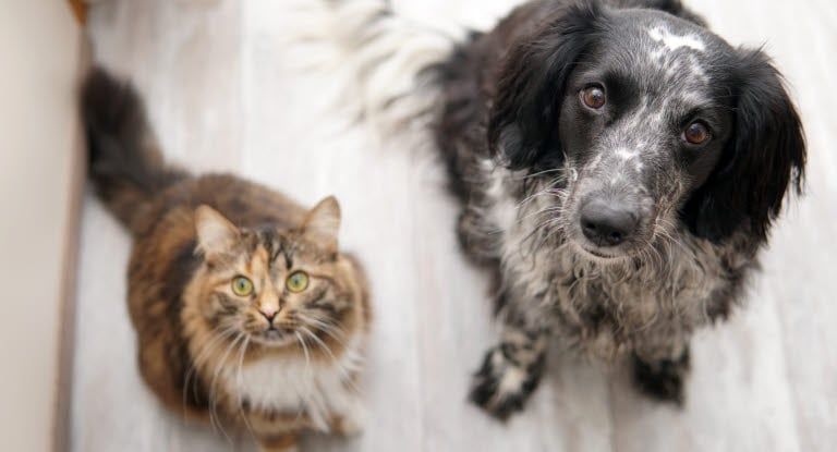 Un chat et un chien assit sur le sol