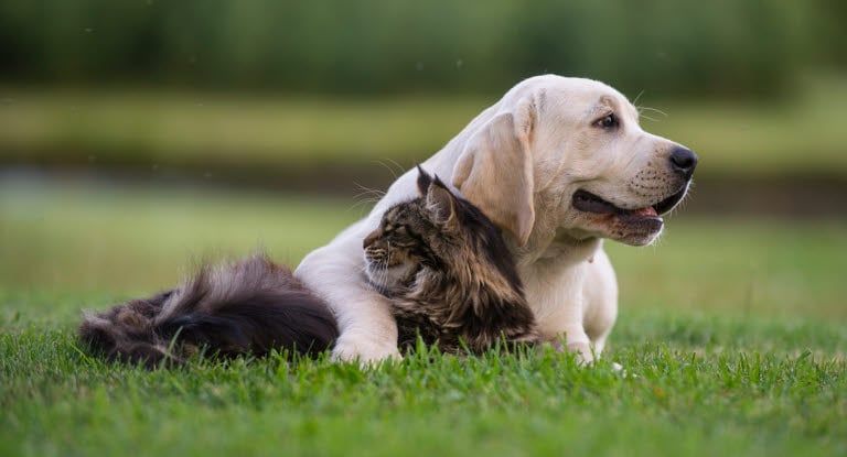 Chien et chat allongés dans l'herbe