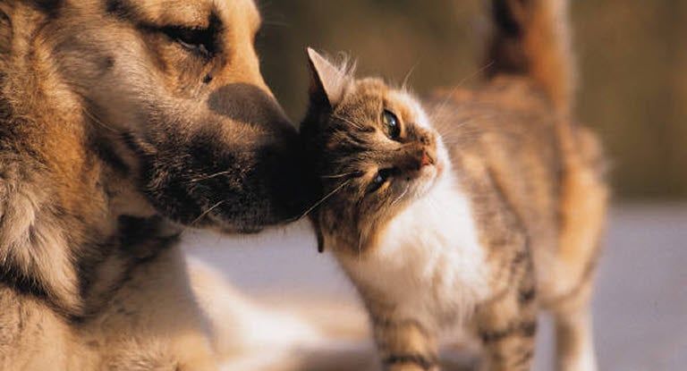 qui caresse sa tête sur le museau d'un chien