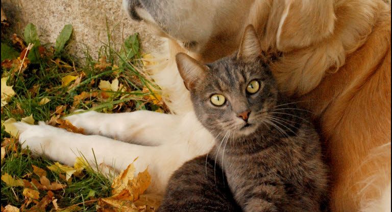 chat et chien allongés dehors