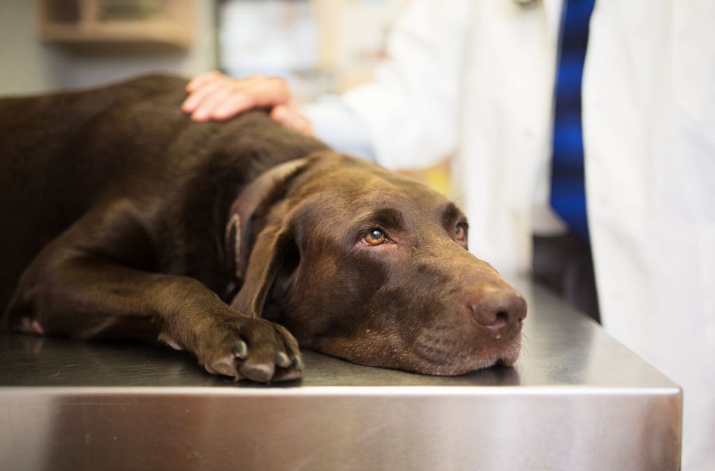 Chien chez le vétérinaire