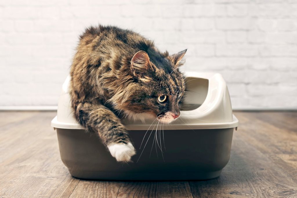 Le chat est dans le bac à litière