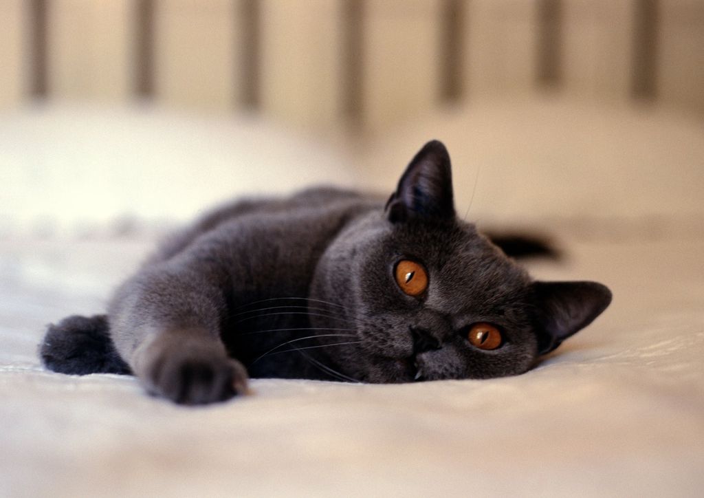 chat noir sur le lit