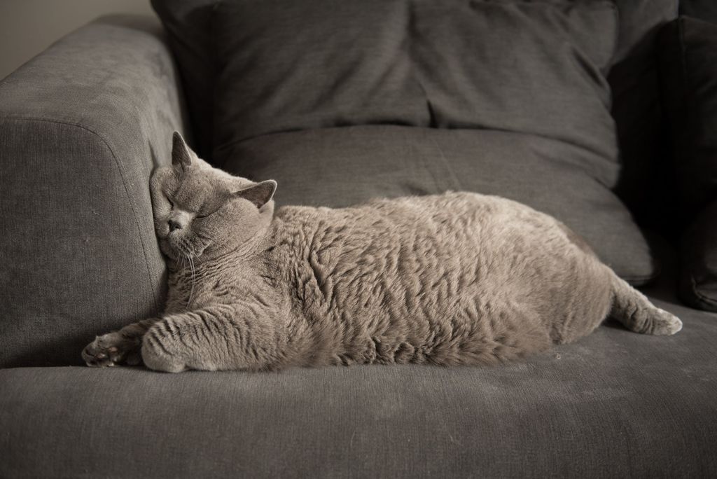Chat gris allongé sur un canapé