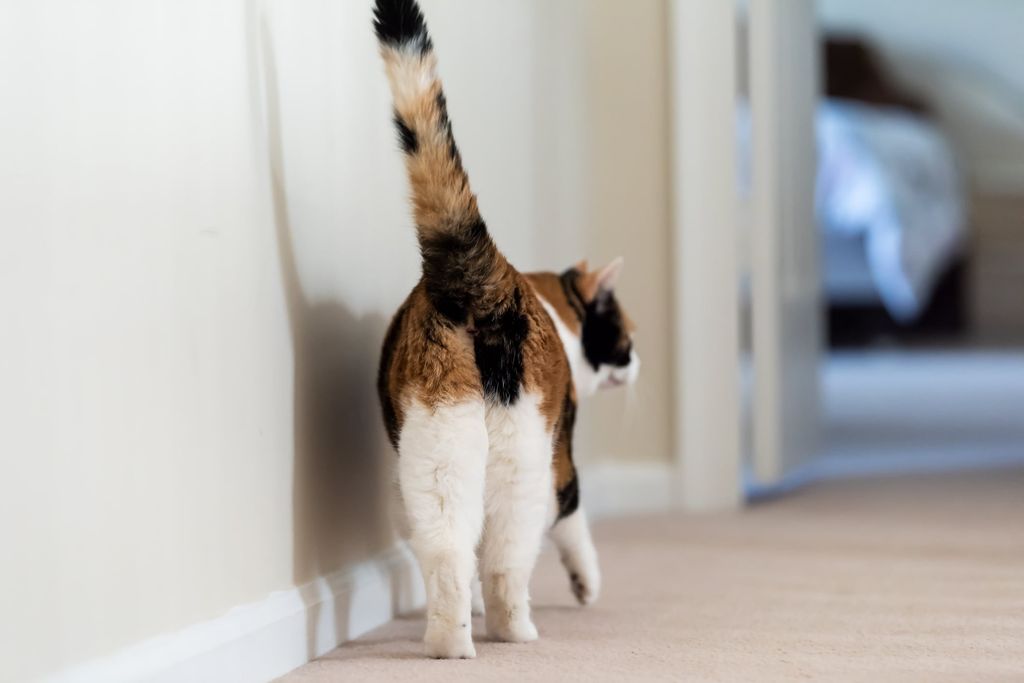 Chat vu de dos en train de péter.