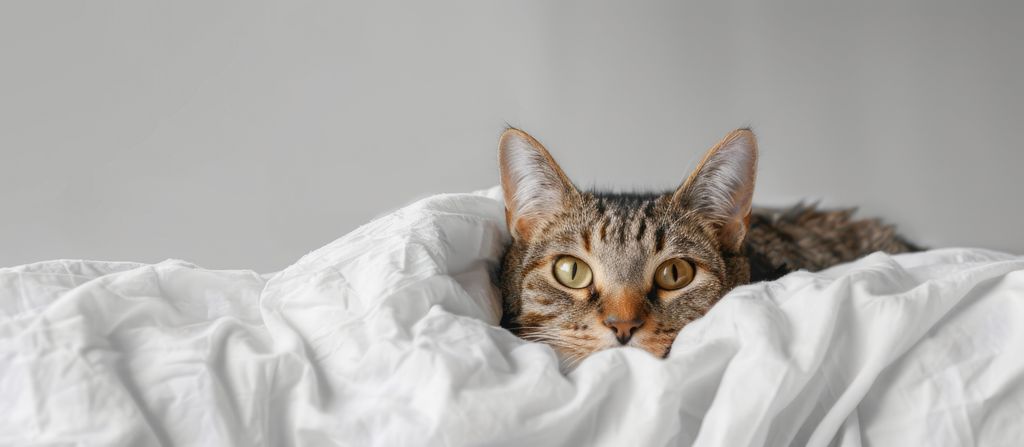 Le chat est allongé dans le lit