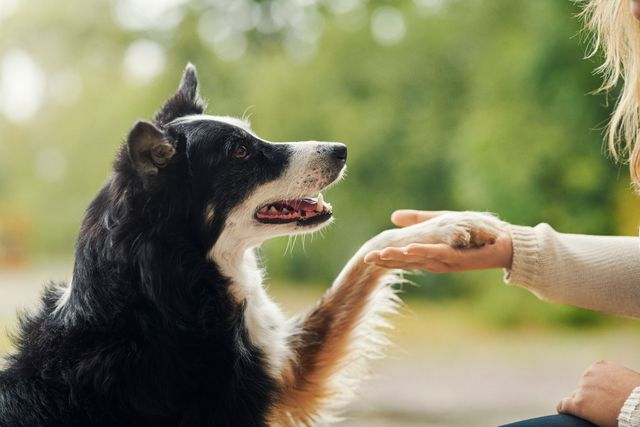 Le chien et sa maîtresse se serrent la main/la patte.