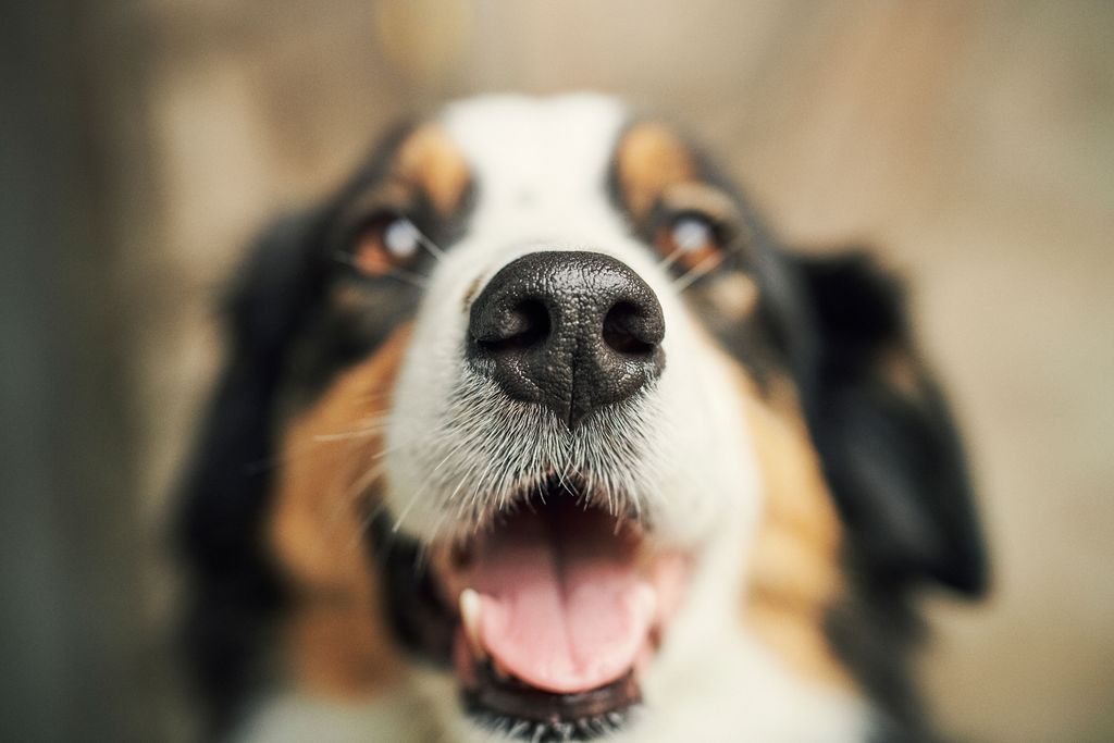 Chien souriant avec bouche ouverte