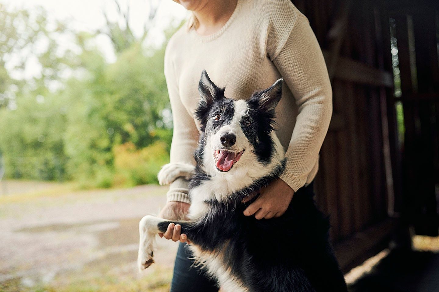 Une femme tient un border collie dans ses bras