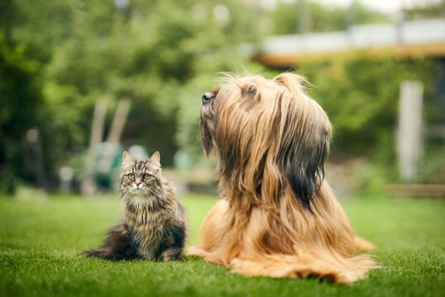 Le chien et le chat sont assis sur la pelouse