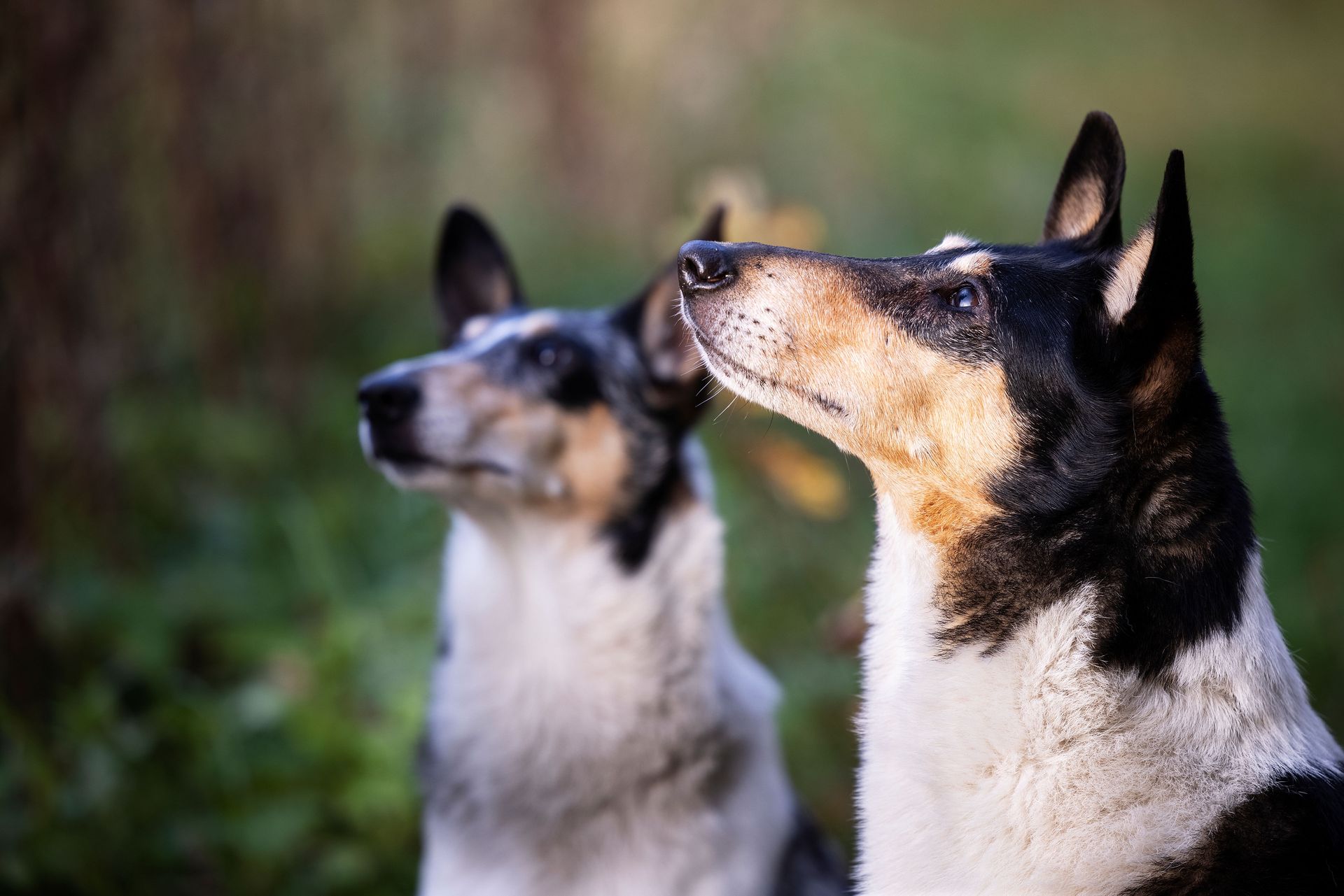 Deux chiens sont assis de profil