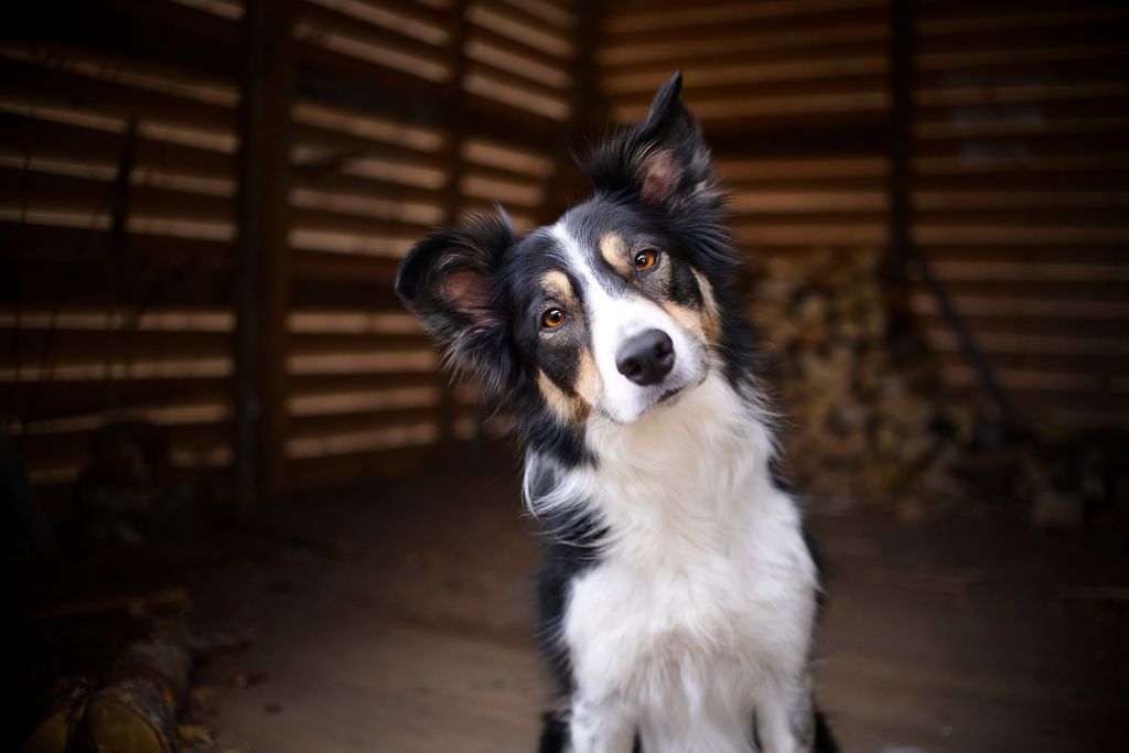 border collie qui penche la tête 