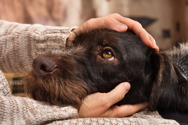 Le chien est caressé