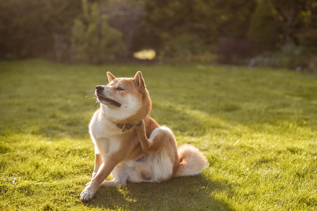 Le chien est assis sur l’herbe