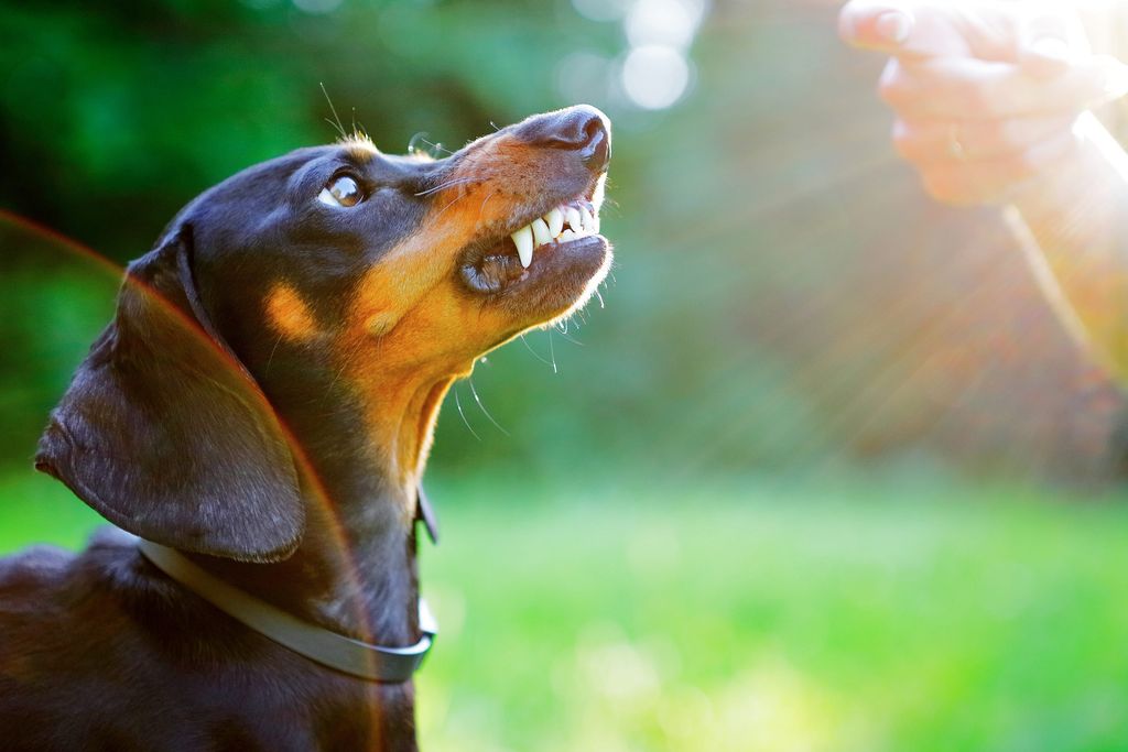 Le chien grogne envers la personn
