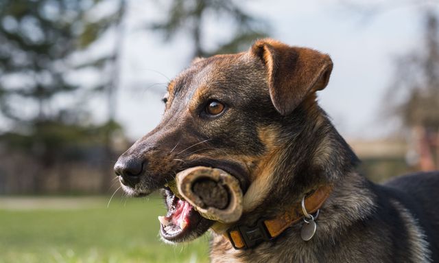 Chien avec un os à moëlle dans la gueule